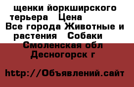 щенки йоркширского терьера › Цена ­ 20 000 - Все города Животные и растения » Собаки   . Смоленская обл.,Десногорск г.